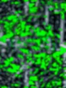 PicsArt Nagpuri Background