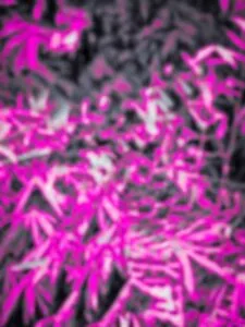 Nagpuri Editing Background Download