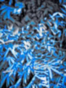 Blue Nagpuri Background