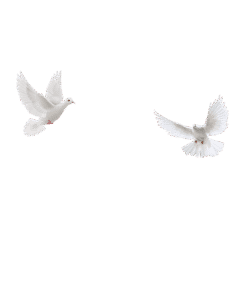 Pigeon Png