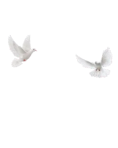 Pigeon Png