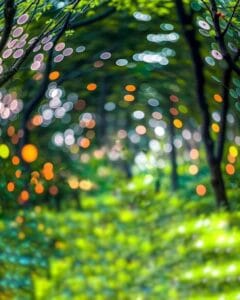 Dslr Bokeh Effect Background