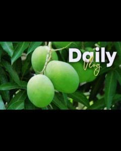 Mango lover mini vlog template